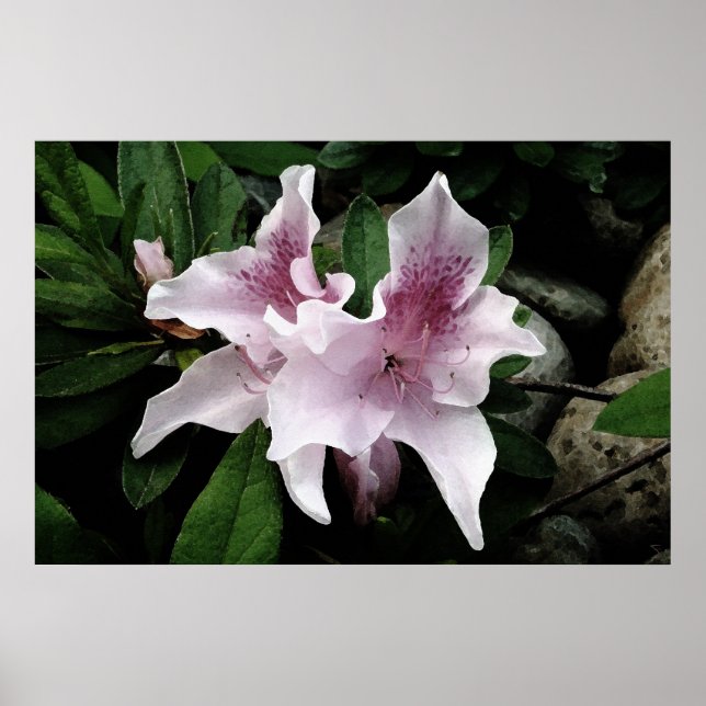 Azalea Poster (Framsidan)