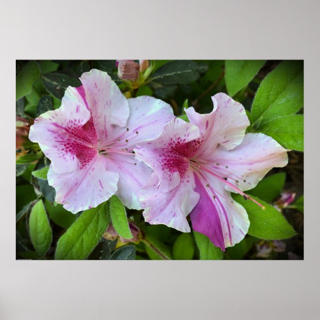 Azalea Poster (Framsidan)