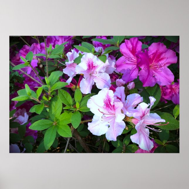 Azalea Poster (Framsidan)