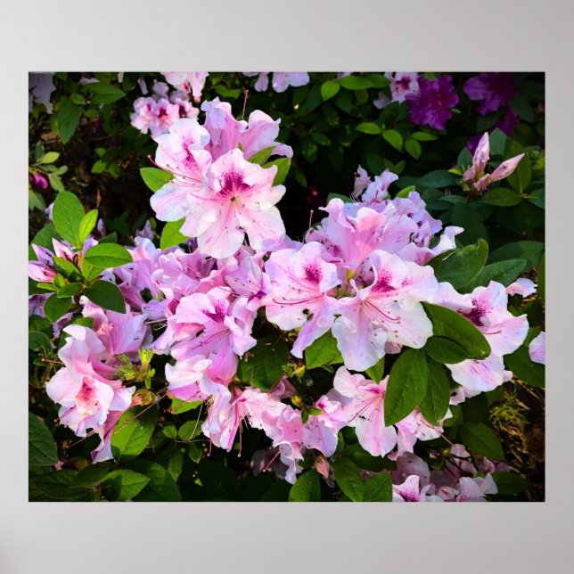 Azalea Poster (Framsidan)