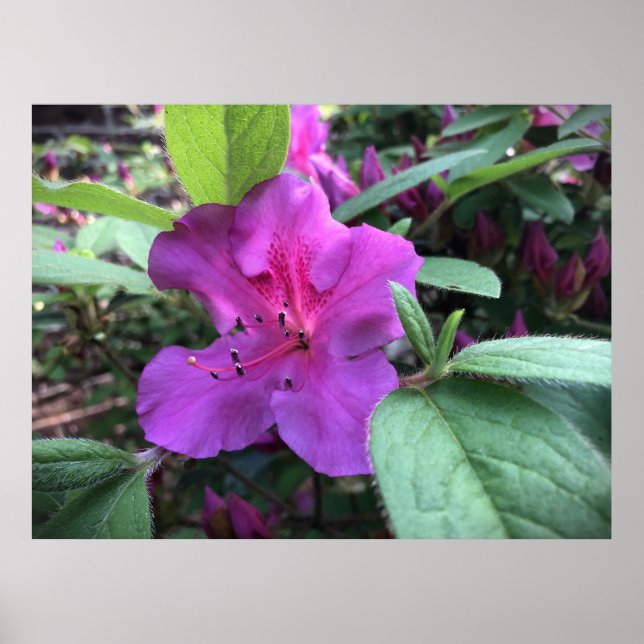 Azalea Poster (Framsidan)