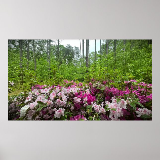 Azalea Poster (Framsidan)