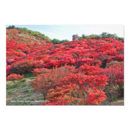Azalea Scenery [Premium Silver Salt Paper] Fototryck