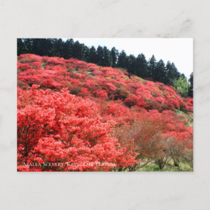 Azalea Scenery:vykort Vykort