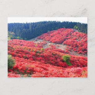 Azalea Scenery:vykort Vykort