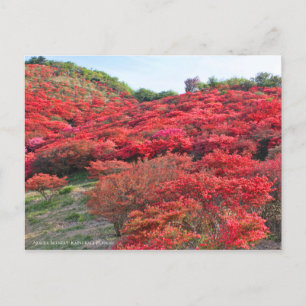 Azalea Scenery [vykort] Vykort