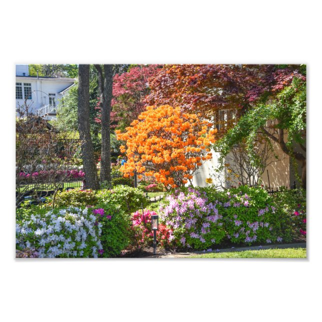 Azalea Trail Garden i Tyler, Texas Fototryck (Framsidan)
