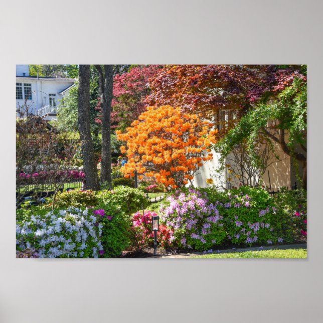 Azalea Trail Garden i Tyler, Texas Poster (Framsidan)