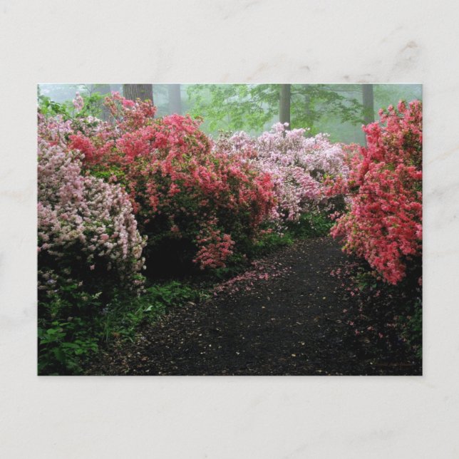 Azalea Walkway Vykort (Framsida)