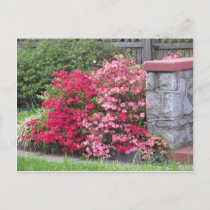 Azalea Wall Vykort