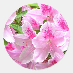 Azaleaen blommar klistermärken