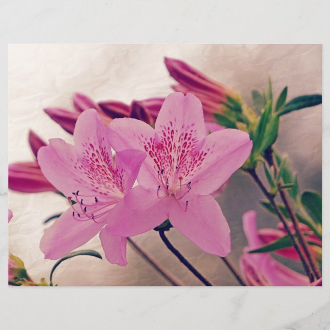 Azaleas (Framsida)