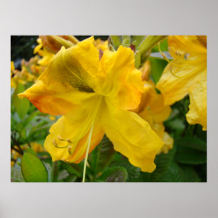 AZALEAS 10 Gulter Azalea Flowers Art Print Poster