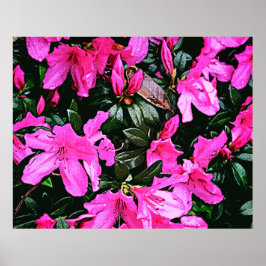 Azaleas 6082 poster