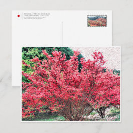 Azaleas at Mount Katsuragi ポストカード Vykort