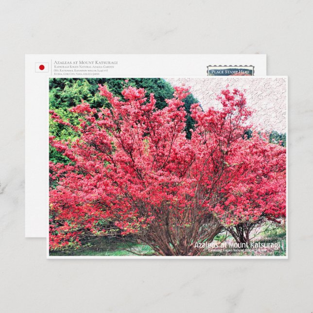 Azaleas at Mount Katsuragi ポストカード Vykort (Fram/baksida)
