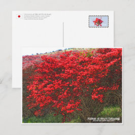 Azaleas at Mount Katsuragi ポストカード Vykort
