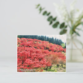 Azaleas at Mount Katsuragi ポストカード Vykort