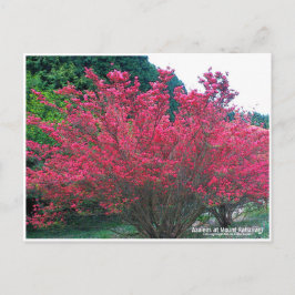 Azaleas at Mount Katsuragi ポストカード Vykort