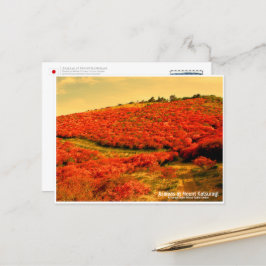 Azaleas at Mount Katsuragi ポストカード Vykort