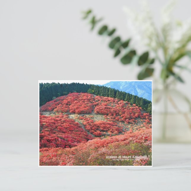 Azaleas at Mount Katsuragi Vykort (Stående Fram)