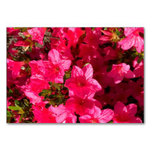 Azaleas-blommor, blommigt för blixtkort