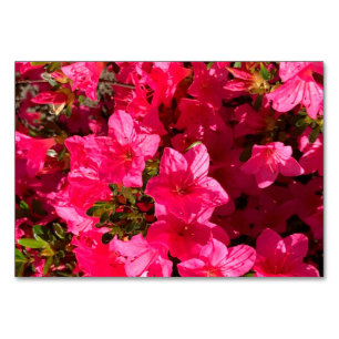 Azaleas-blommor, blommigt för blixtkort bordsnummer