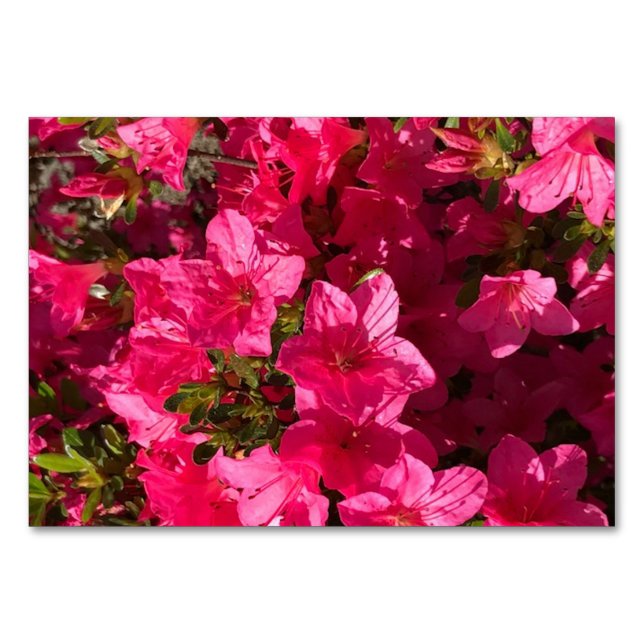 Azaleas-blommor, blommigt för blixtkort bordsnummer (Framsidan)