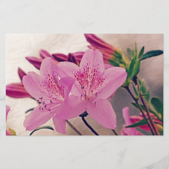 Azaleas Brevpapper (Framsida)