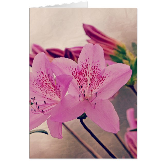 Azaleas Hälsningskort (Framsidan)