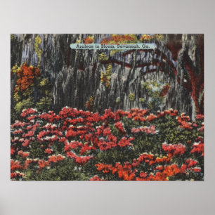 Azaleas i Bloom i Savannah GA-vykort Poster