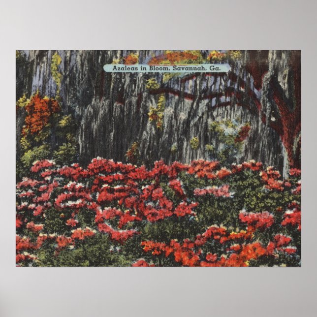 Azaleas i Bloom i Savannah GA-vykort Poster (Framsidan)