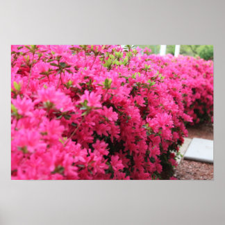 Azaleas i Fullt Bloom Poster