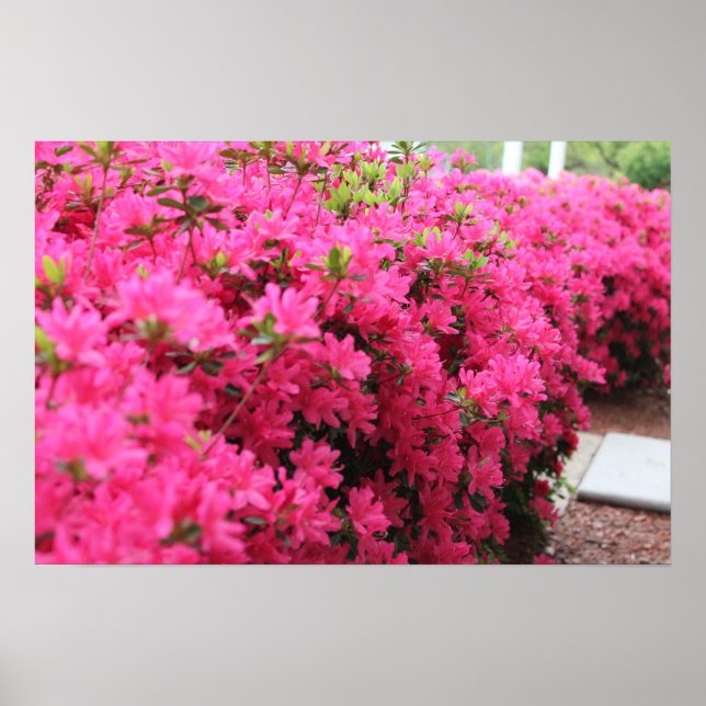 Azaleas i Fullt Bloom Poster (Framsidan)