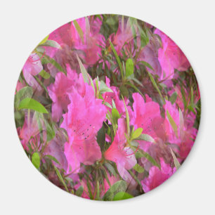 Azaleas i Rosa.... Magnet