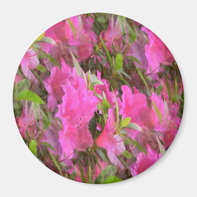 Azaleas i Rosa.... Magnet (Framsidan)