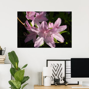 Azaleas i Sunshine Poster