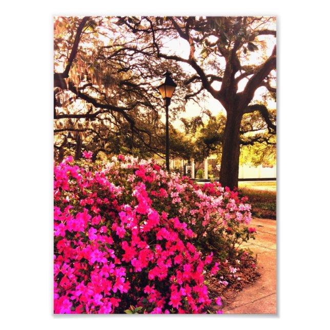 Azaleas in Forsyth Park Fototryck (Framsidan)