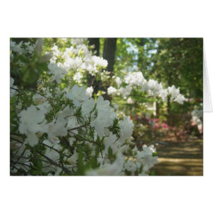 Azaleas in White OBS Kort