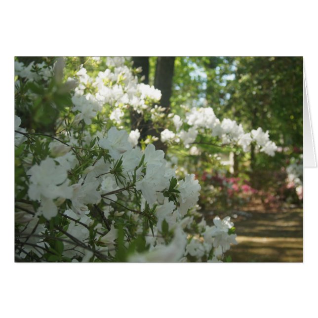Azaleas in White OBS Kort (Framsidan Horizontal)