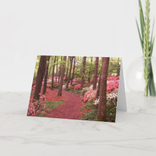 azaleas kort