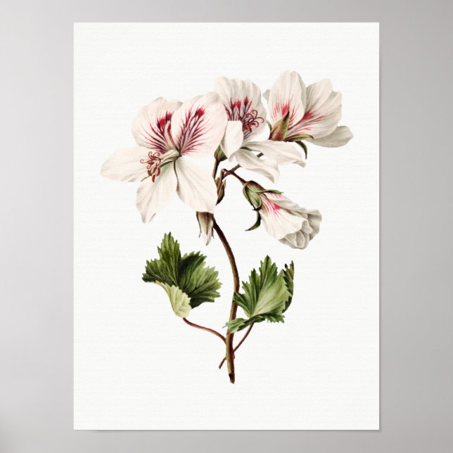 Azaleas Poster (Framsidan)