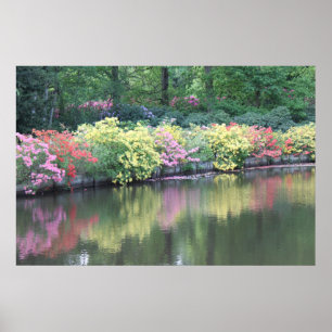 Azaleas Poster