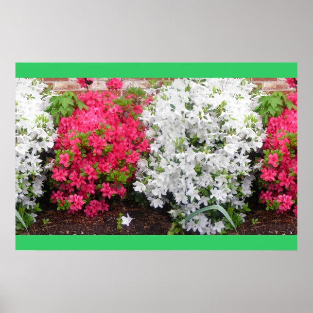 Azaleas Poster (Framsidan)