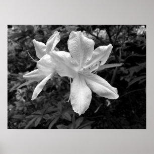 Azaleas / rododendron i B&W Poster