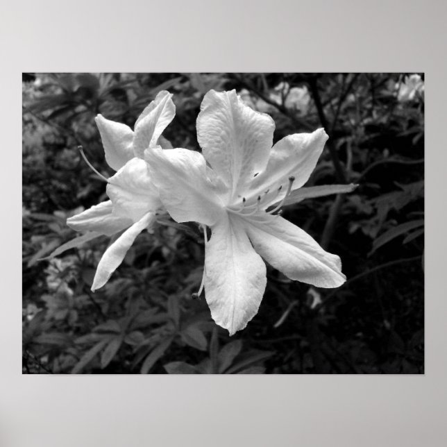 Azaleas / rododendron i B&W Poster (Framsidan)
