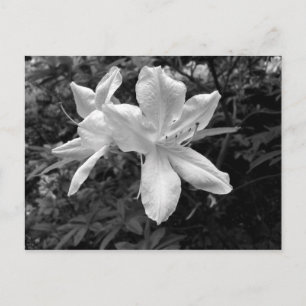 Azaleas / rododendron i B&W Vykort