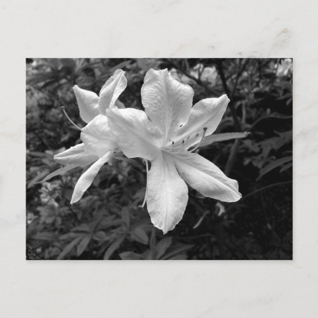 Azaleas / rododendron i B&W Vykort (Framsida)