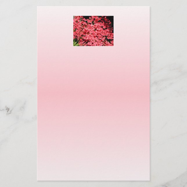 Azaleas. Söt Rosa Flowers. (Framsida)