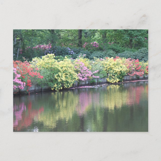 Azaleas Vykort (Framsida)